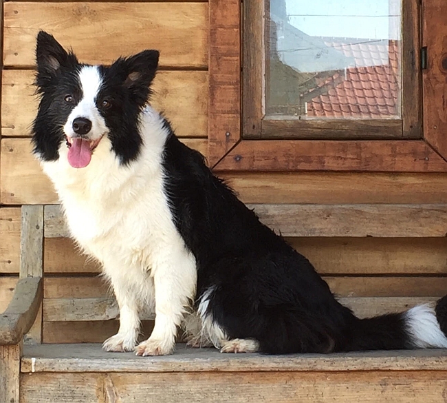 border collie